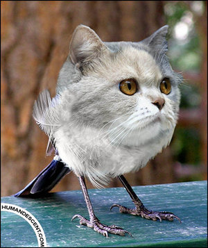 trembecki